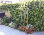 Strakke tuin 20150829_141549 Hovenier IJsselstein